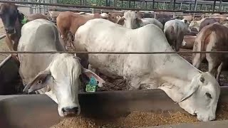 PESONA SAPI BX DI KANDANG PENGGEMUKAN