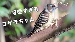 イロイロドリ 可愛い鳥動画