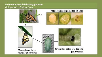 Animal Doctors: From Monarch M.D. to Potential Uses: Jaap De Roode at TEDxEmory