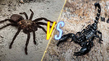 Tarantula VS Scorpion