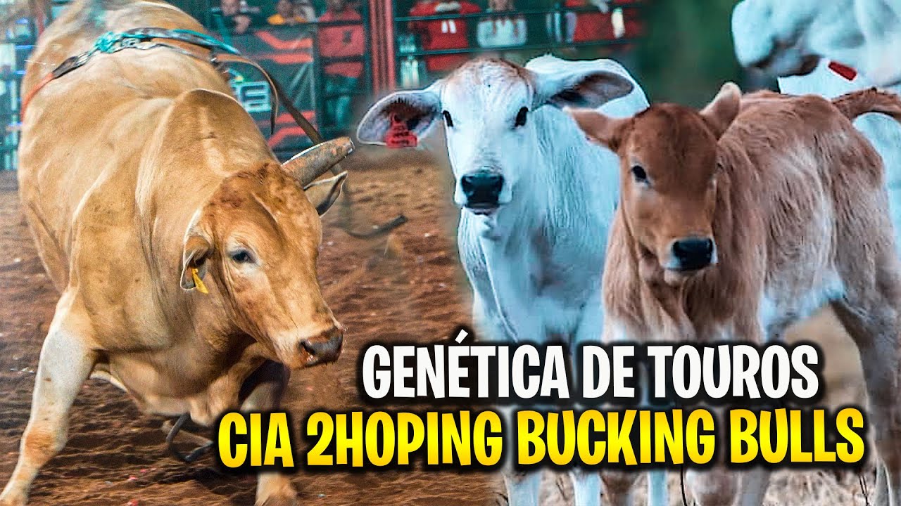 Conheça a BOIADA de RODEIO que é formada por touros de GENÉTICA - YouTube