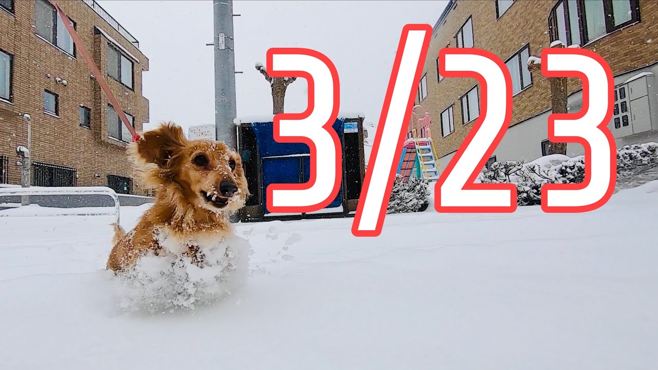春だけど雪散歩 ミニチュアダックスフンド ココちゃん Walking with mini dachshund Coco in the snow ...