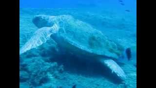 Scuba Diving with Turtles in Cyprus