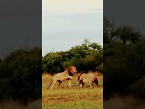 Africa Africa Biiyaa Koo