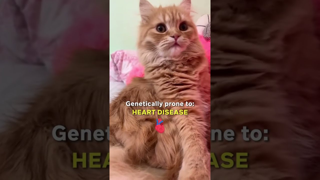 4 Cat Breeds You Should Avoid As A First Time Owner 