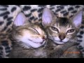 german rex cat の動画、YouTube動画。