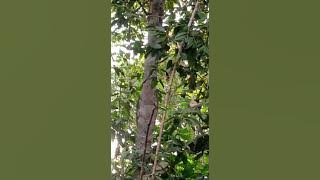 KICAUAN BURUNG SRIGUNTING LIARAN HUTAN #srigunting,  #kicaumania