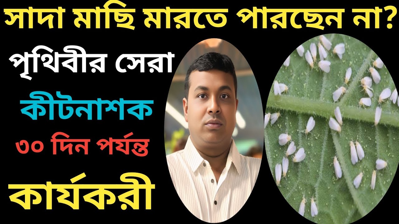 সাদা মাছি দমন করার একমাত্র উপায় ✅//একটি মাত্র স্প্রে 30 দিন পর্যন্ত কার্যকরী//White Fly Control 💯❤🙏