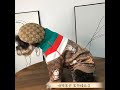 グッチ ドラえもんコラボ 犬服 ブランド GUCCI ペット服 ドッグウェア 犬 パーカー 秋冬服 可愛い