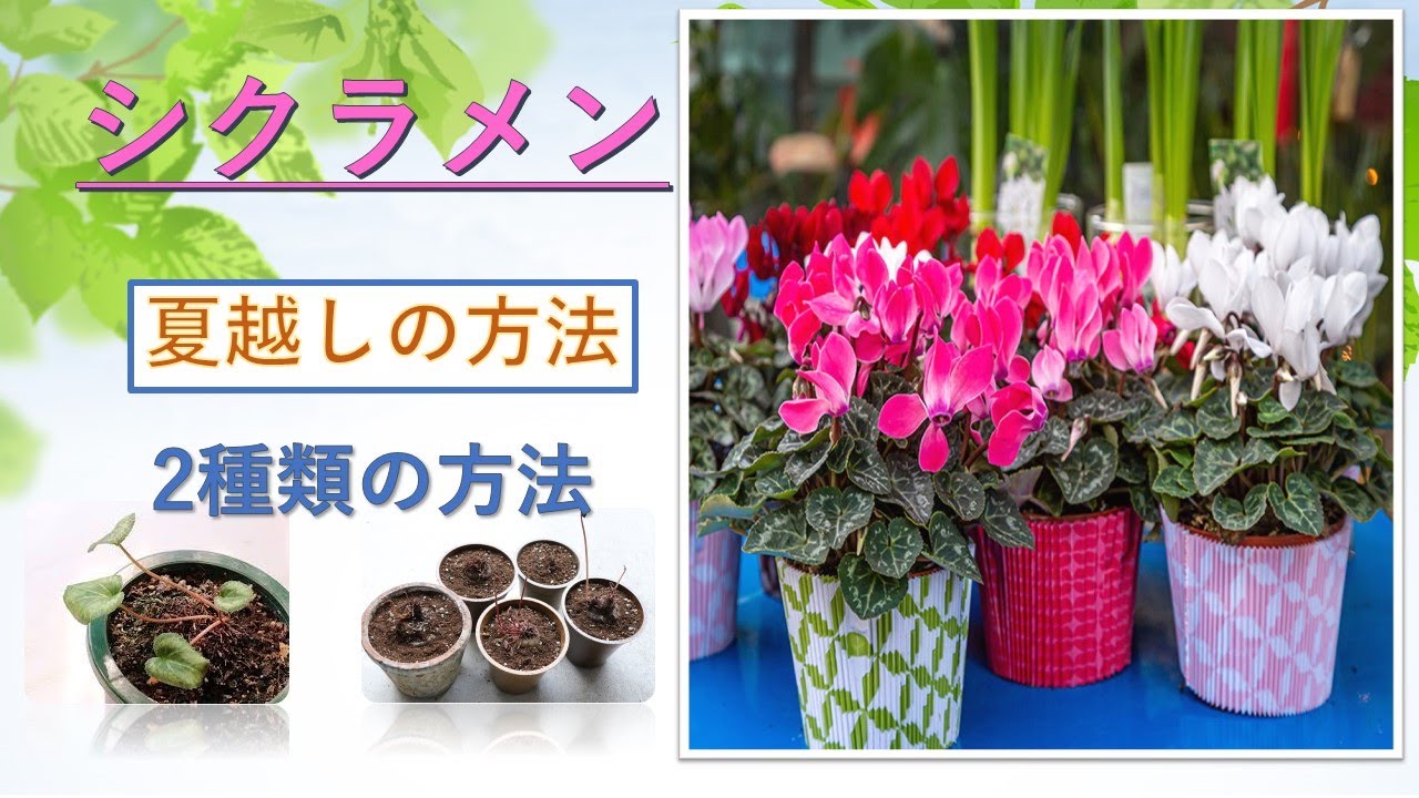 🌱【シクラメンの夏越し🌻について】How to grow and care summer season of Cyclamen☺️