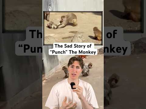 The Tragic Story Of Punch The Monkey #Shorts