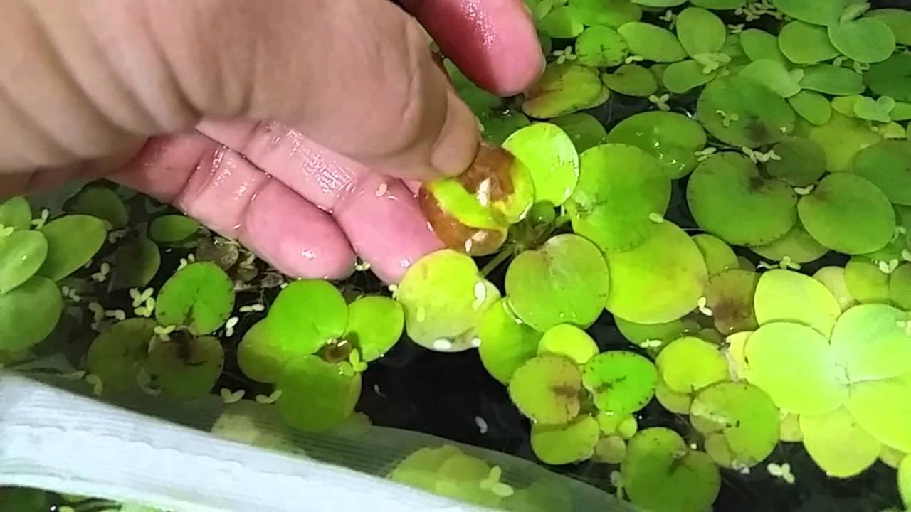 51. floating plants: large red bottom duckweed, water lettuce, frogbit by D  Campbell