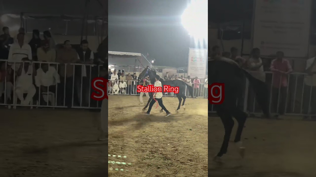Stallion Ring Tapi horse show Surat