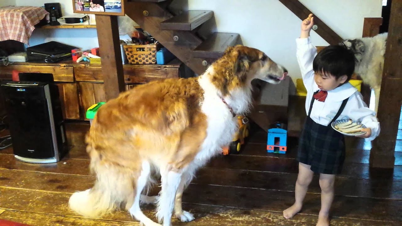 3才息子 ボルゾイ兄さんに オスワリ Youtube 3才息子 ボルゾイ兄さんに オスワリ Youtube