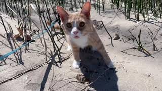 Medi Cat had a blast exploring lakeshore beach by Medi Cat 138 views 1 year ago 2 minutes, 3 seconds