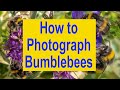 How to Photograph Bees - macro tutorial