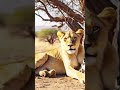 🦁 "Born in Captivity. Freed by Kindness."#lion #animals #animals