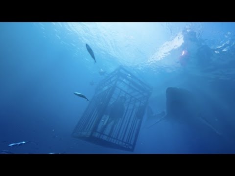 47 Meters Down [2017]