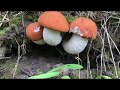 Белые грибы, Подосиновики! Опята пошли! Большое разнообразие грибов!