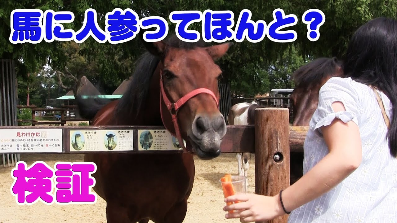 検証動画 馬の鼻先に人参をぶら下げる 試してみた Youtube