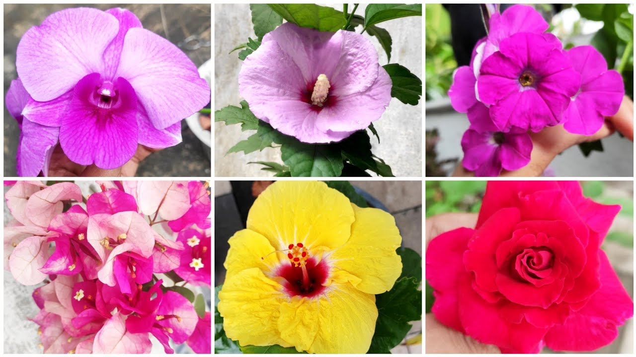 Flowers In My Garden YouTube