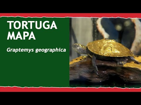 Video: Tortuga de patas rojas