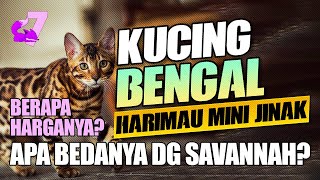 7 FAKTA MENARIK KUCING BENGAL YANG EKSOTIS