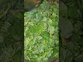 green leaf fry /sagoo fry #homemadefood #berhampur #greenleaves #fiber #goodsourceofiber