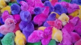 Renkli̇ Ci̇vci̇v Aldik Bilemedik Boyalı Almayın Colored Chick
