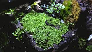 Bioactive Firebelly Newt set up Dec 18