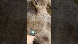 Satisfying Rose Grey Alpaca Talks Back