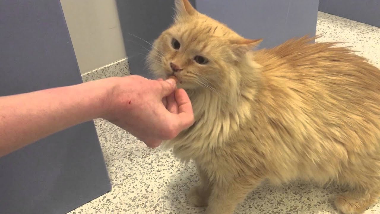 cute cats for sale Meet Shari, the ASPCA Pet of the Week