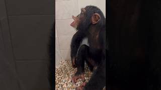 Limbani The Chimpanzee Takes A Shower 🚿