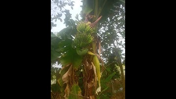 Tien văn I độc lạ cây chuối ra buồng chổng ngược lên trời 2024