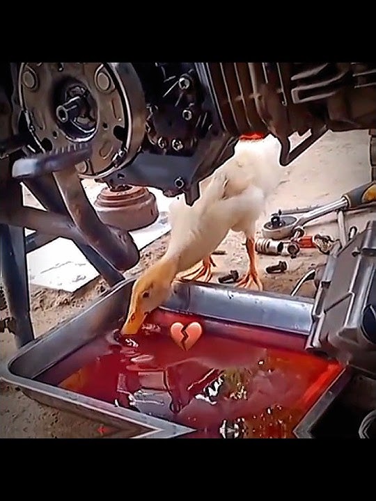 Bebek ketika udah minum oli🗿 #ngakak #meme #shorts #video