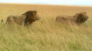 Two male Lions in Mara
