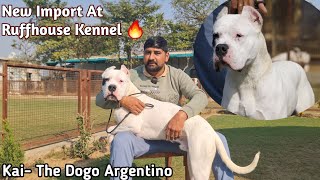 Surprise For Every Dogo Argentino Lover  | Kai The Dogo Argentino | New Import
