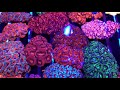 Reefapalooza New York 2018