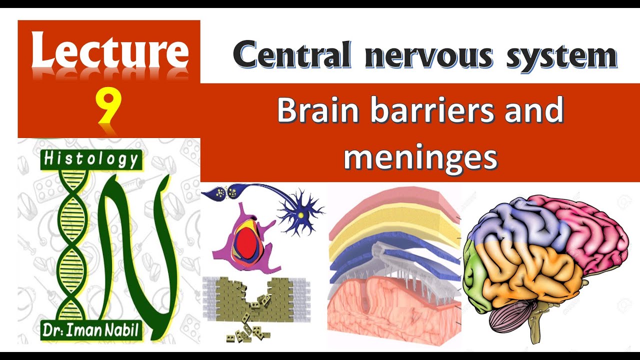 Brain barriers and meninges-CNS module