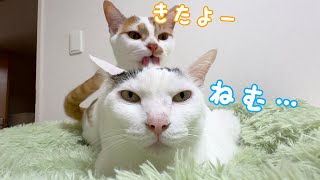 寝る時間は兄と姉に甘えるのに忙しい子猫トロしゃん