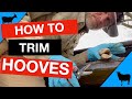 Trimming Goat & Sheep Hooves