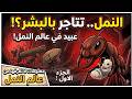معلومات لا تعرفها عن النمل الجزء الاول