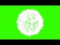 Feather explosion  Green Screen FREE FOOTAGE HD