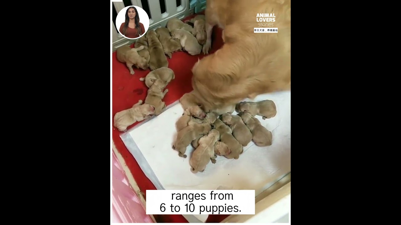 A Golden Retriever mom gives birth to huge litter of 22 puppies 