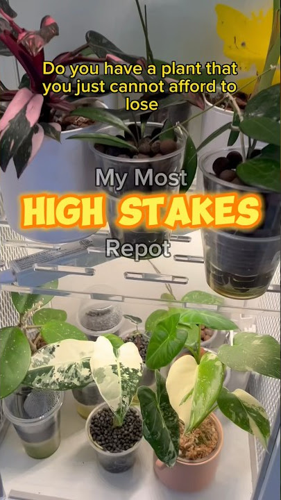 My Most HIGH STAKES Repot #shorts #houseplants #plantcare #alocasia #repotting #leca #rareplants