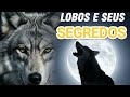 VIDA DE LOBO #lobos #curiosidades #vidaselvagem