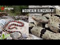 Finding a Wild Arizona Mountain Kingsnake! Snake Hunting in the Mountains of New Mexico!