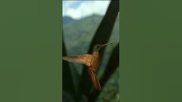 Unbelievable! Witness a Bird That Can Fly BACKWARD😨😨