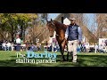 The Darley Australia stallion parades 2017