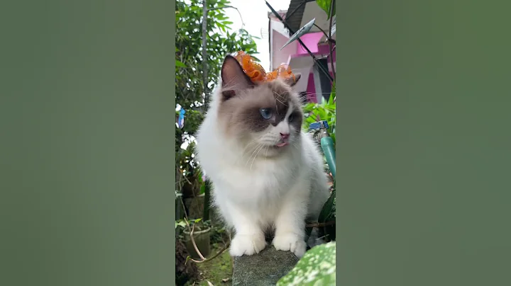 Watch the video about Beautiful ragdoll cat with blue eyes #cat #ragdoll #ragdollcat #cutecat #beautifulcat #gato #meo